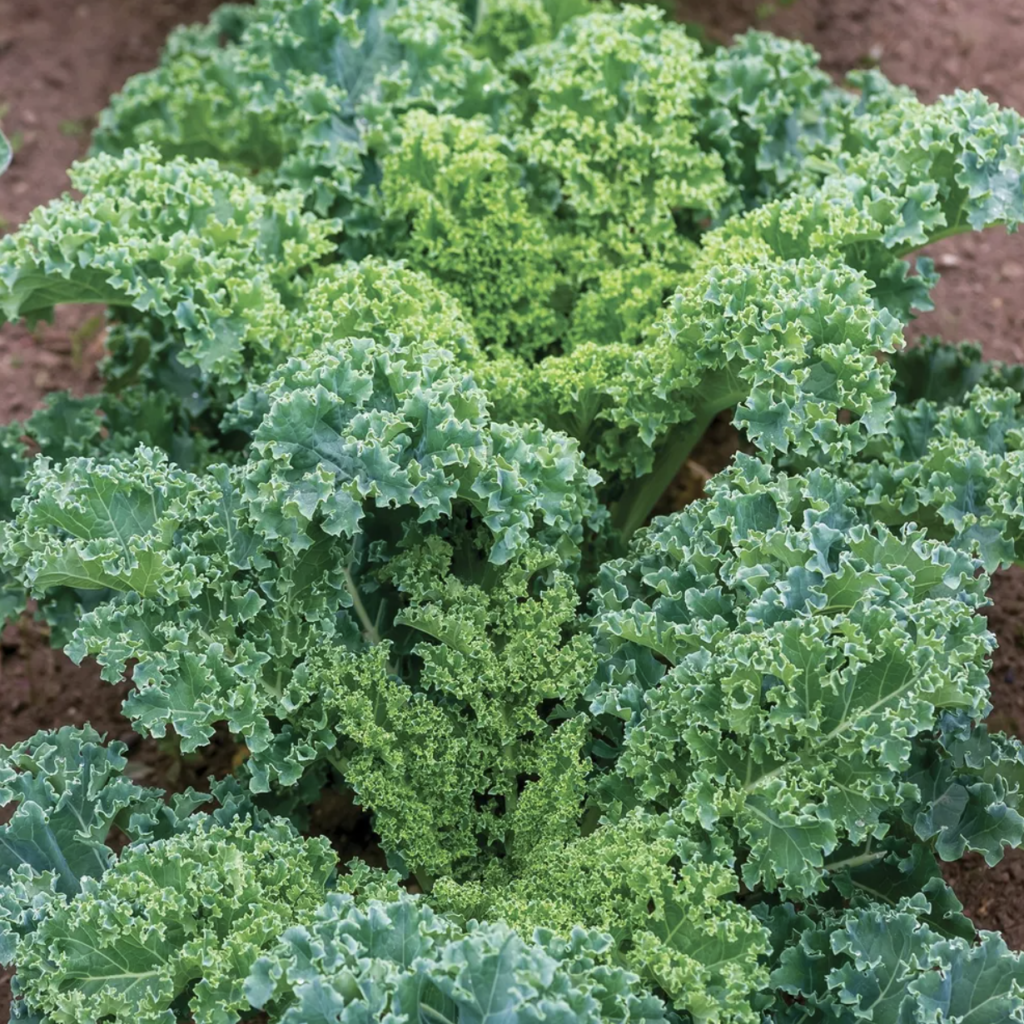 Dwarf Blue Curled Kale